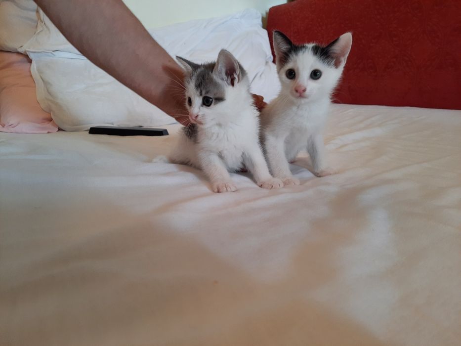 Pisici pentru adoptie