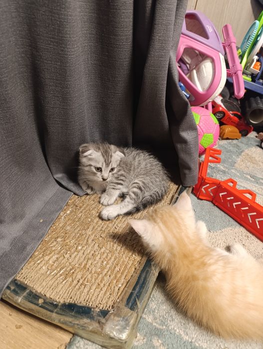 Отдам котят 3 мальчика