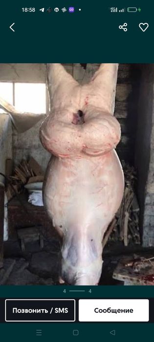 Қой,семіз қойлар қалды ,125мың құрбан айтқа