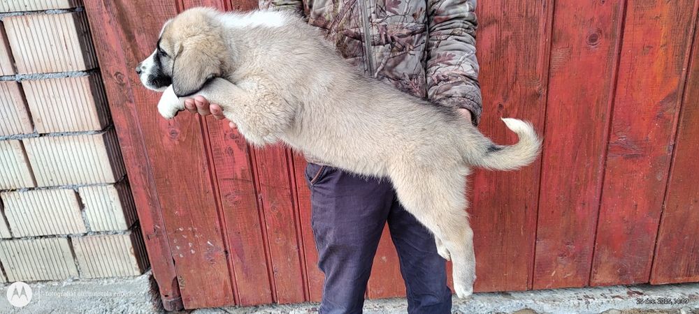 Vind o cățelușe de Asia centrala cu pedigree