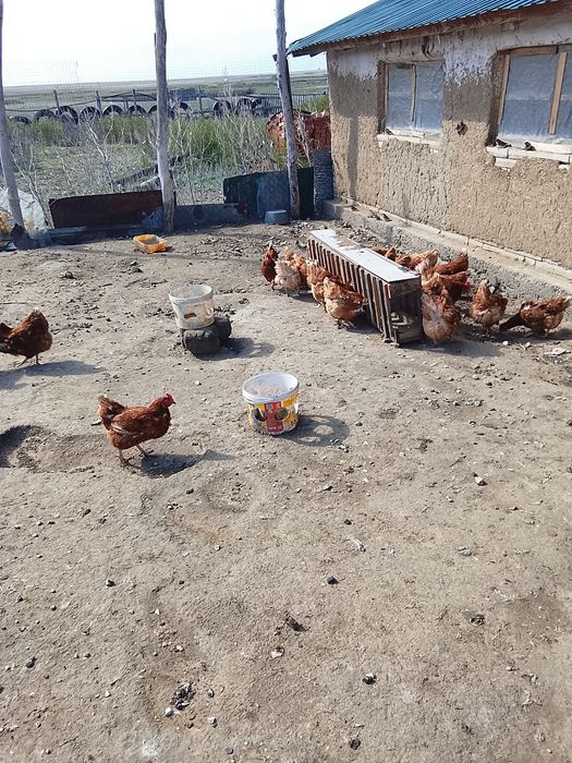 Продам кур несушек