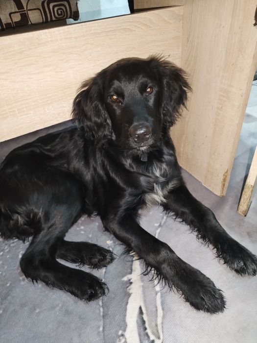 Отдам спаниель подростка щенка в хорошие руки