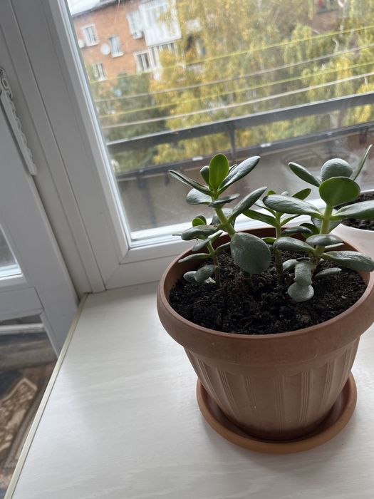 Цветы алоэ с горшками