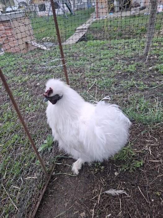 Cocoș mătase japoneză