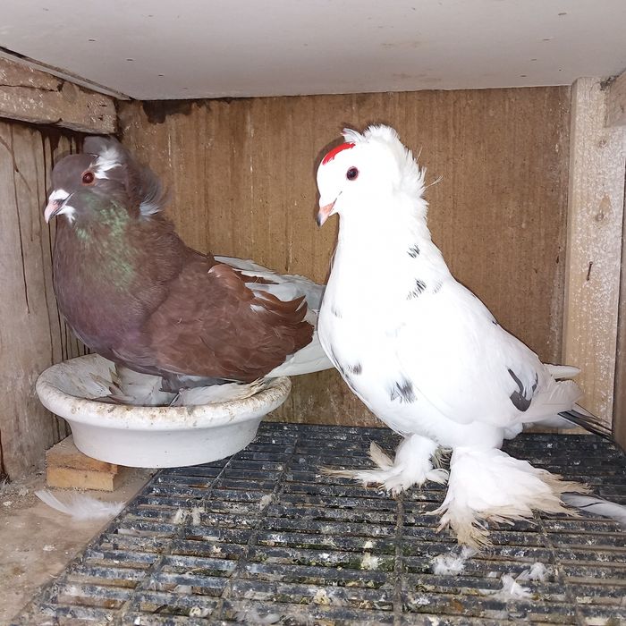 Porumbei uriasi maghiari