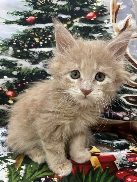 Продаются котята мейн кун