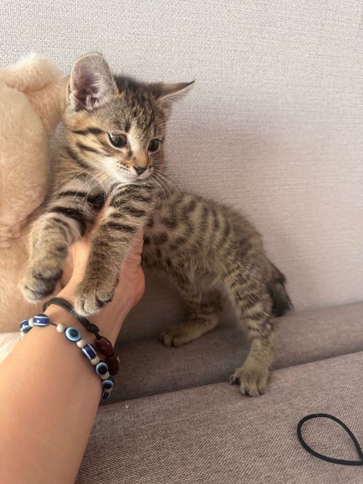 Котейку бесплатно