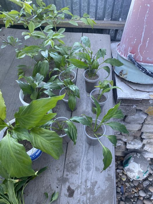 Продам комнатные цветы