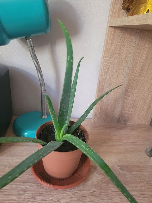 Алоэ лечебное 3-х летний