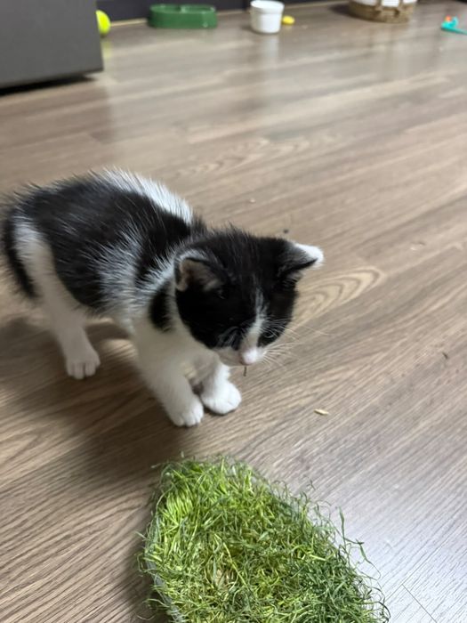 Отдам кошку  с котенком бесплатно