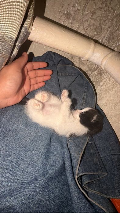 Шотладский кошка