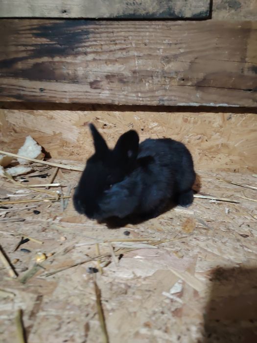 Vand pui de iepuri diferite rase sau masculi doar pentru Monte