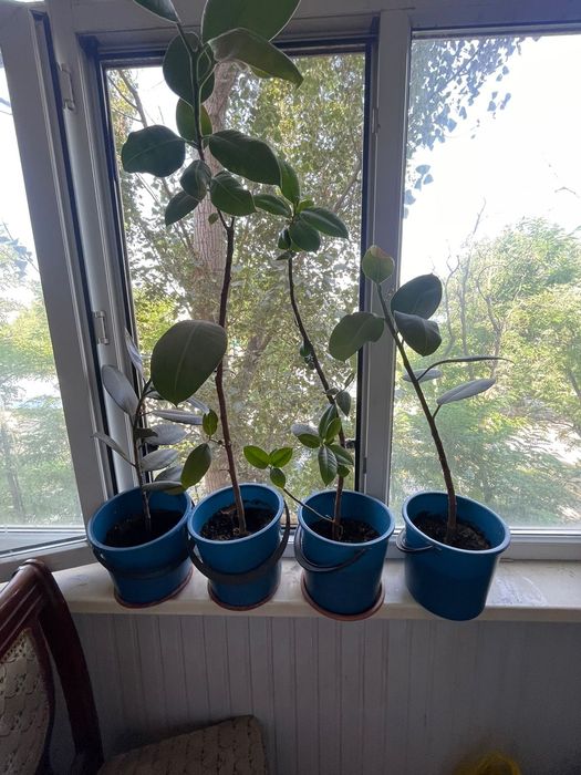 Цветы комнатные продаются