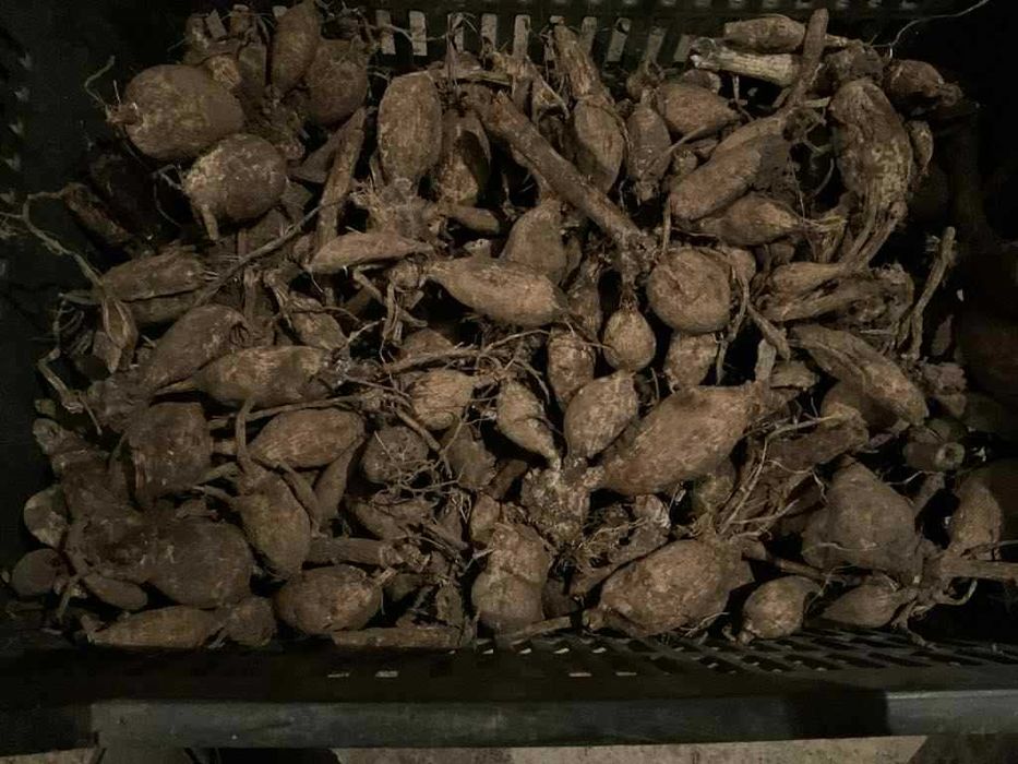 Bulbi de Dalii (Gherghine)