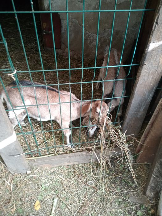 Продаются козлята.