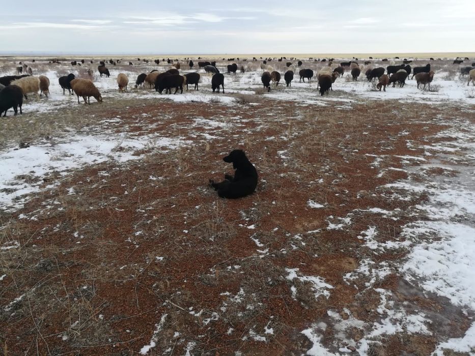 Бараны и офцы…….