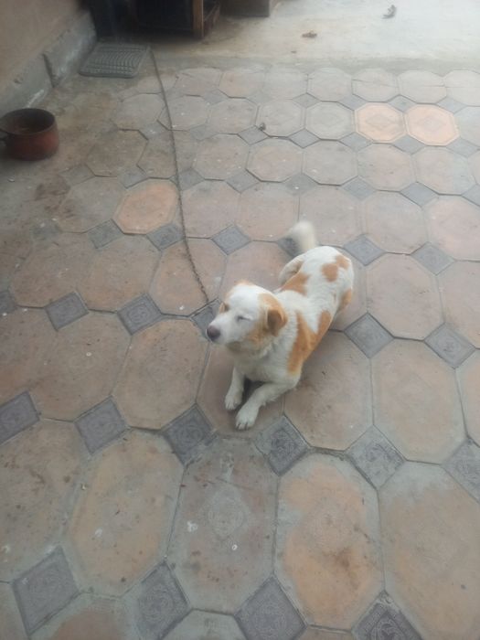 Звонок ит сатылады