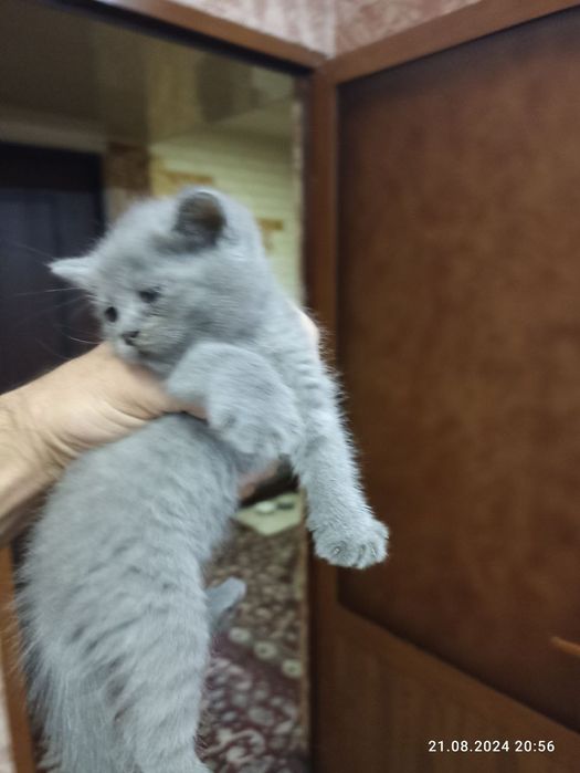 Regmi note 10 s hlus