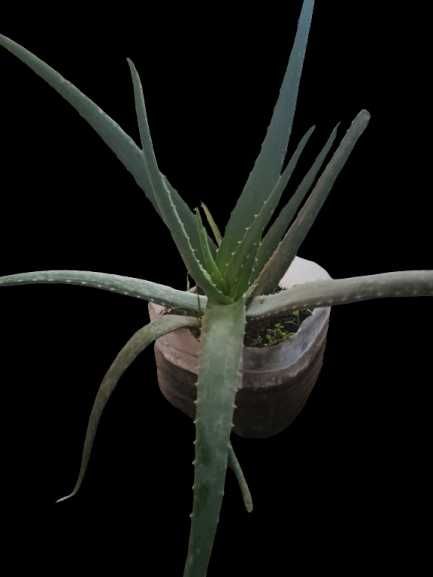 Aloe Vera lechebniy, 2 yillik
