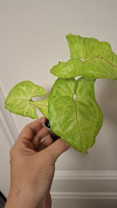 Продам комнатные цветы