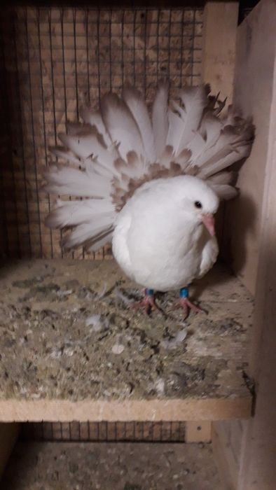 Vand porumbei voltati