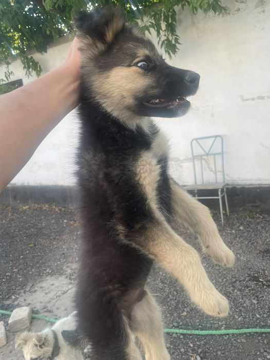 Щенки,Күшіктер,Щенки,Күшіктер.