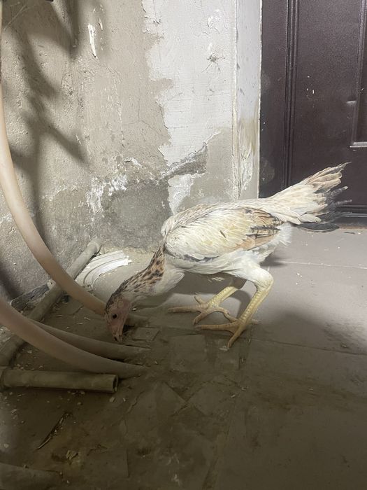 Дакан (чу шамо)