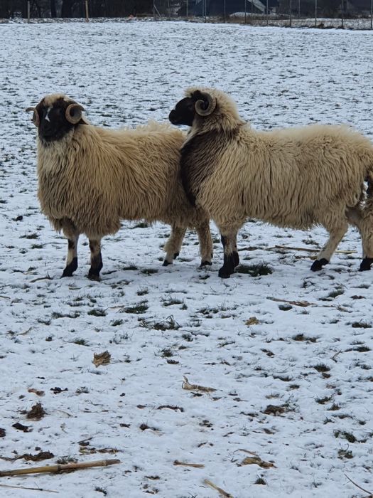 Vand berbecuti brezi