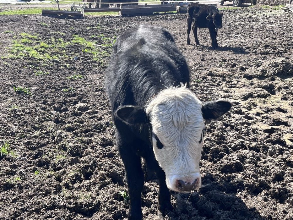 Телета за доотглеждане