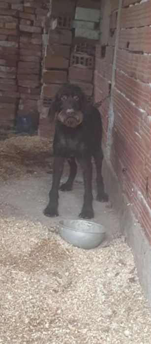 Женски  Дратхаар