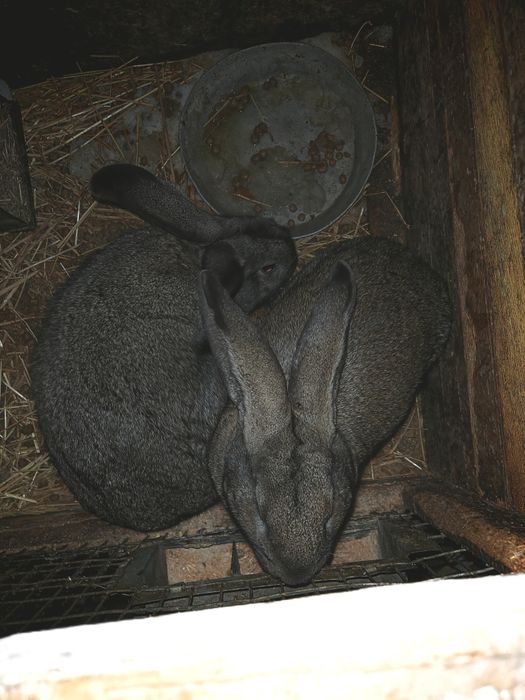 Продам кроликов великан