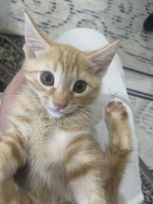 Котик за даром