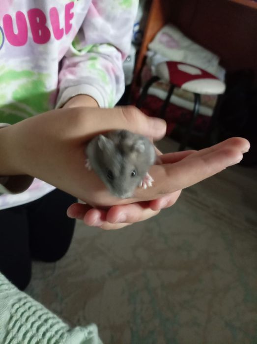 Хомяк ласковый, ручной, маленький мальчик