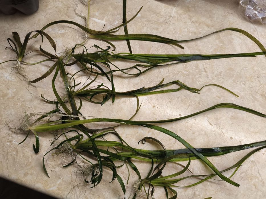 Продам кустики водоросли Валлиснерии