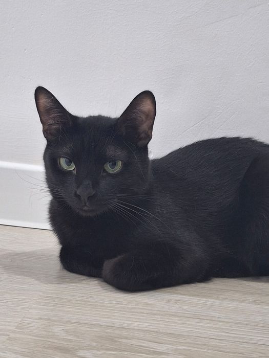 Отдаю в добрые руки котёнка