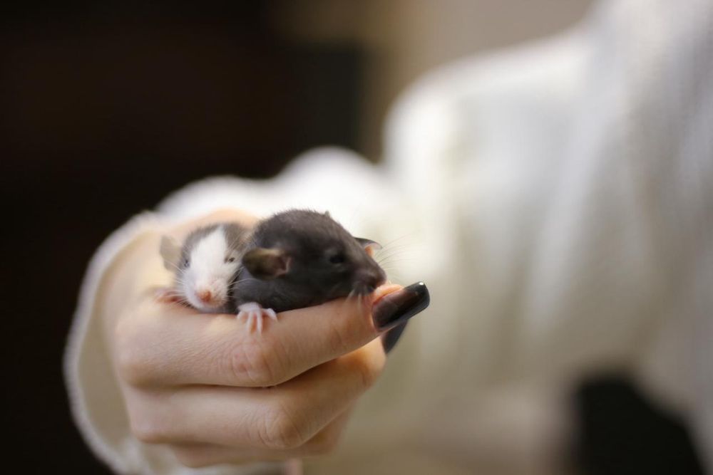 Крысята дамбоухие