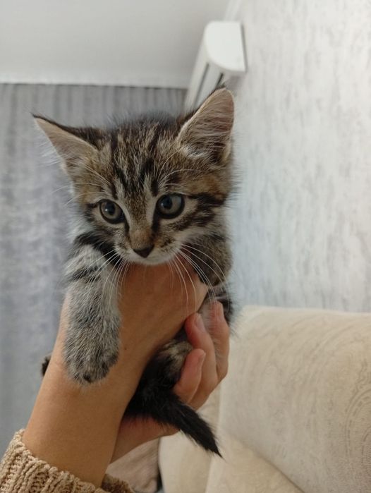 Отдам котят даром(мальчик)