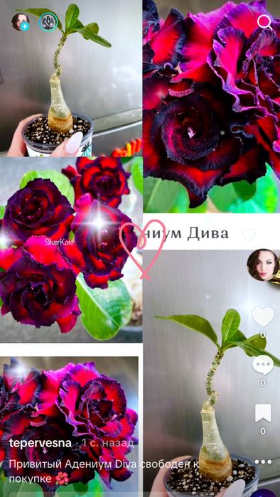 Продам адениум привитый