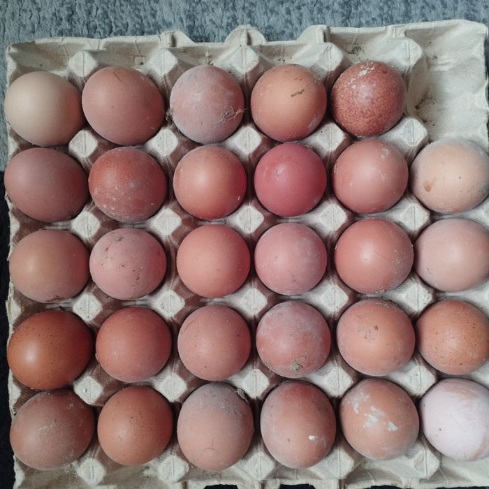 Продам куры домашние