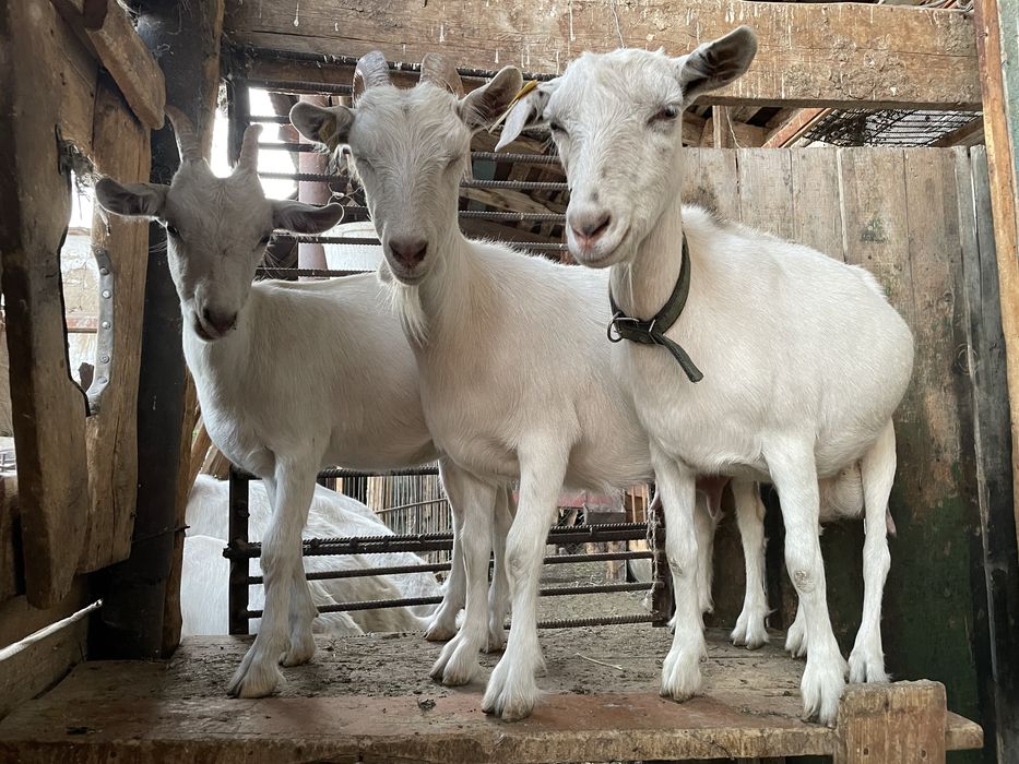 Продаются козы зааненской породы