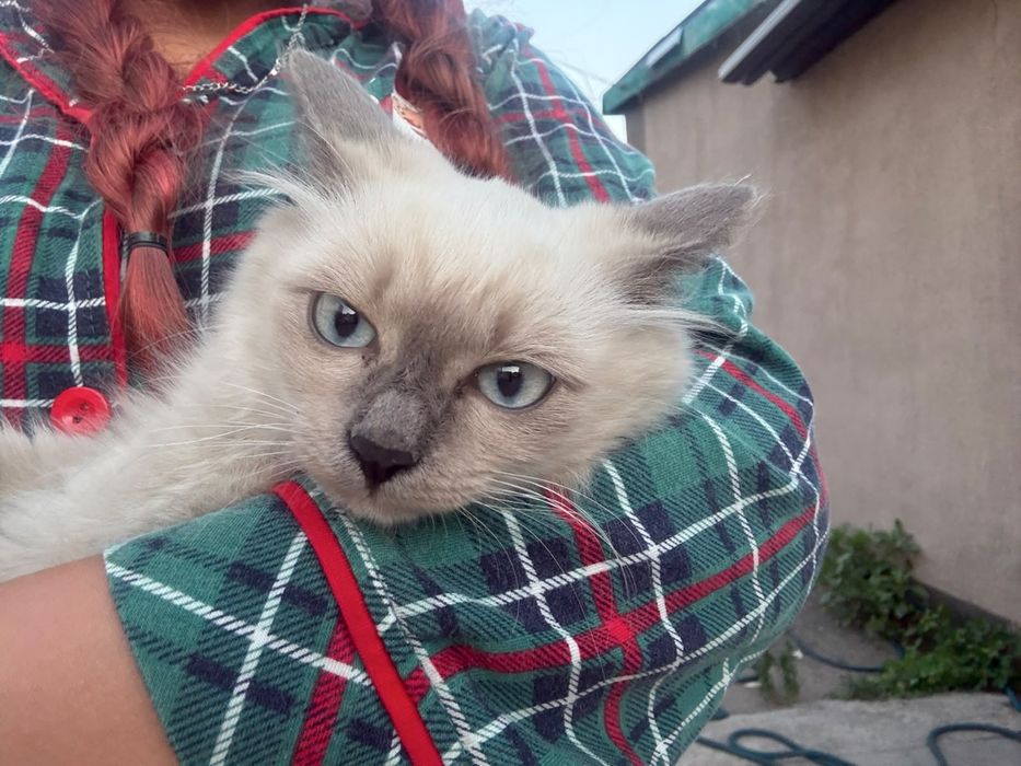 Белый котенок , девочка , гдето 3,5 месяца