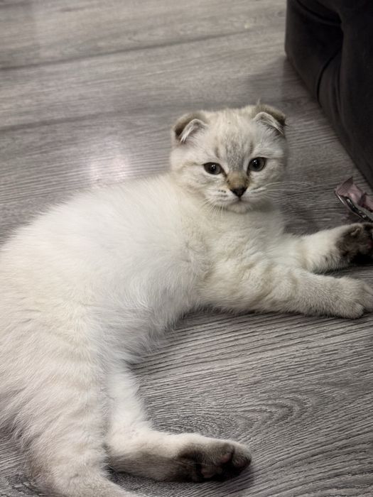 Котики шотландские 3 месяца