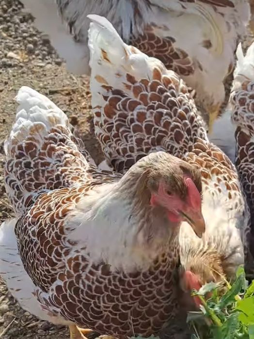 Виандот белое золото жужалари сотилади