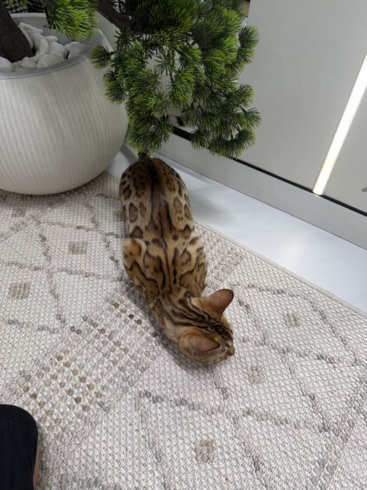 Бенгальский котенок