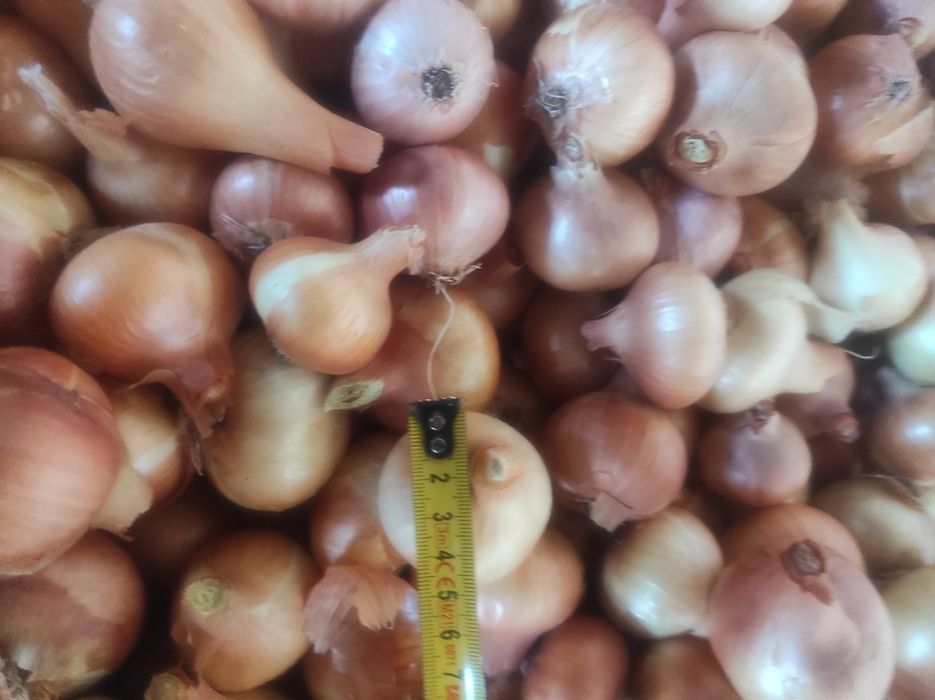 Лук Лясковец/Лясковски 58