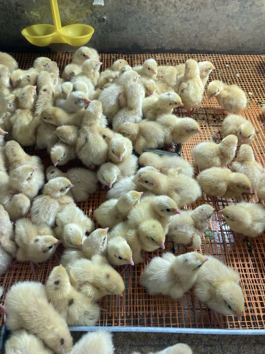 Инкубационое яйцо перепела