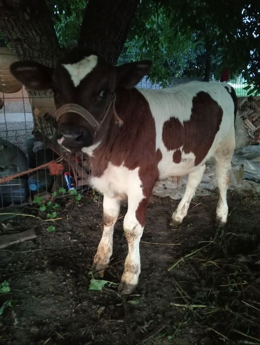 Vând vițică și tăuraș