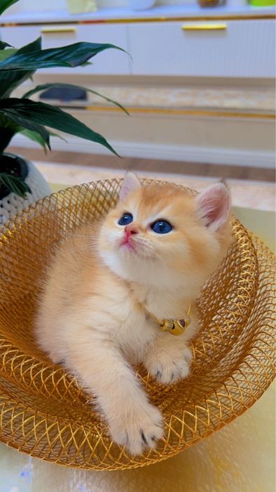 Золотая шиншилла