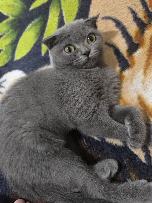 Шотландский фолд и страйт