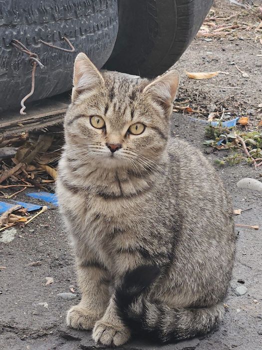 Бесплатно отдам котят